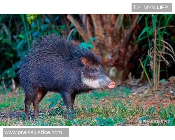 美洲虎的栖息地保护与生态平衡的重要性探讨与未来展望